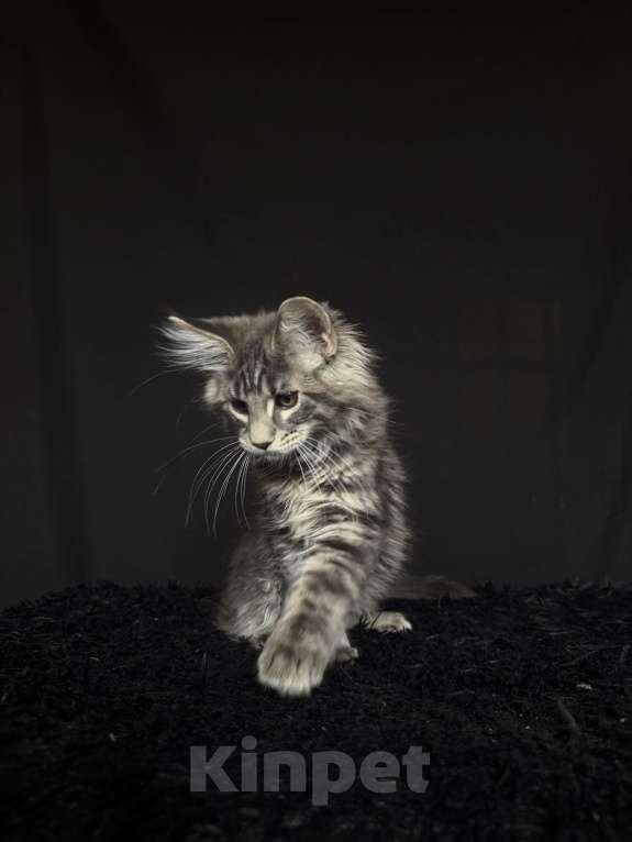 Кошки в Москве: Мейн-кун котенок Мальчик, Бесплатно - фото 4