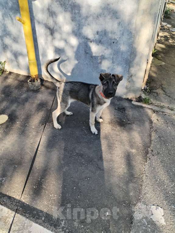 Собаки в других городах Московской области: Отдам щенка в добрые руки Мальчик, Бесплатно - фото 7