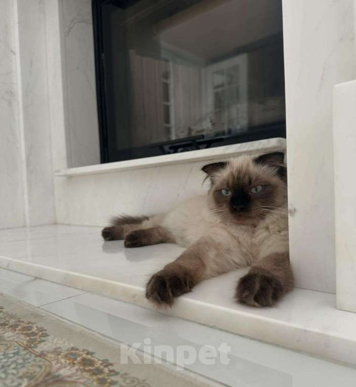 Кошки в Москве: Невский маскарадный кот Мальчик, 1 руб. - фото 2