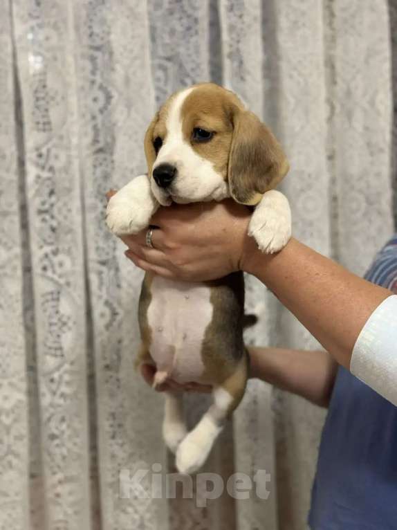 Собаки в Подольске: Бигль Мальчик, 45 000 руб. - фото 3