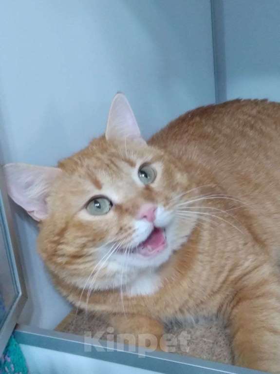 Кошки в Москве: Солнечный Рыжик ищет родителей Мальчик, Бесплатно - фото 4