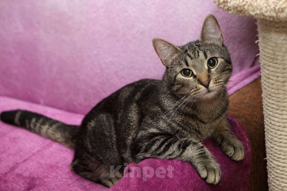 Кошки в Санкт-Петербурге: Суперский кот Баксик в добрые руки Мальчик, Бесплатно - фото 3