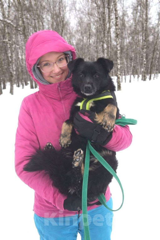 Собаки в Москве: Щенок Чио-Сан (девочка) в добрые руки! Девочка, Бесплатно - фото 1