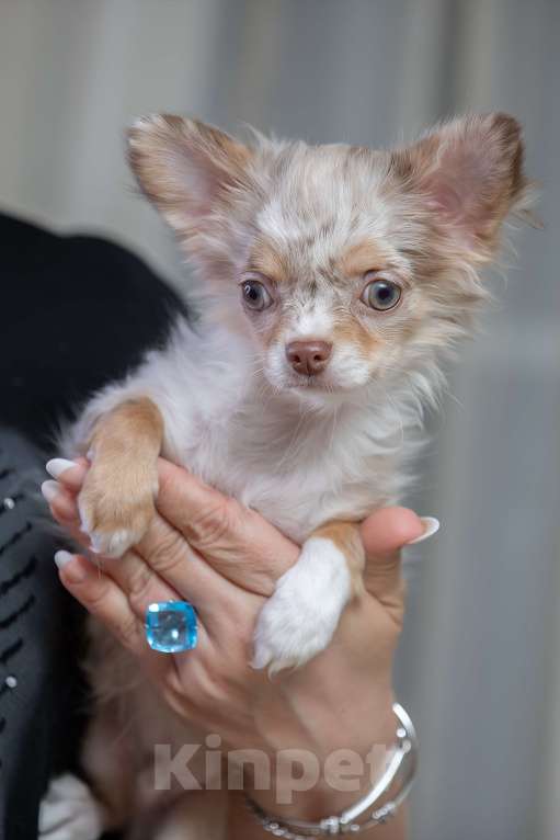 Собаки в Санкт-Петербурге: Щенок Чихуахуа Мальчик, 85 000 руб. - фото 1