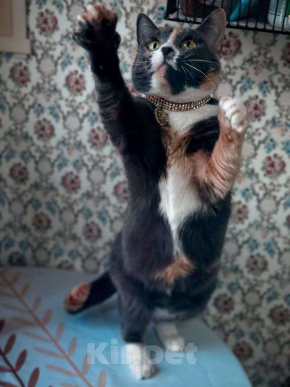 Кошки в Москве: Пепельная трехцветная Шерри Девочка, Бесплатно - фото 7