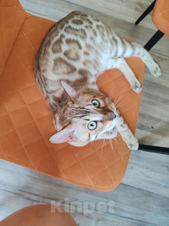 Кошки в Москве: Бенгальский мальчик (окрас Минк) с родословной Мальчик, 70 000 руб. - фото 3