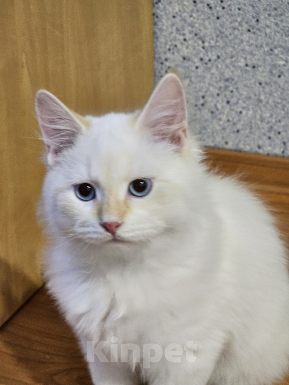 Кошки в Иркутске: Золотистый невак Мальчик, 35 000 руб. - фото 2