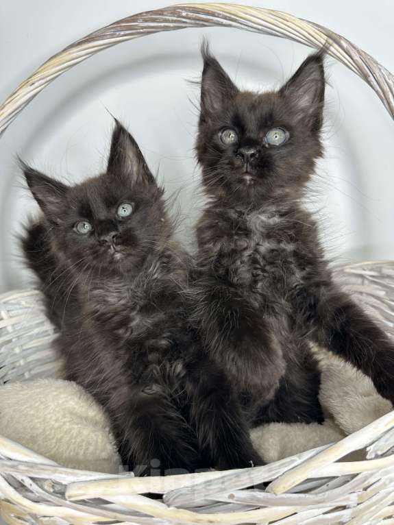 Кошки в Москве: Котята Мейн-кун Мальчик, 60 000 руб. - фото 4