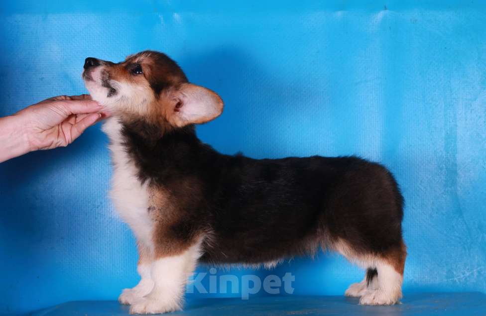 Собаки в Москве: вельш корги пемброк щенки Мальчик, 90 000 руб. - фото 8