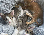 Кошки в Видном: Отдам в руки чудесных котят от домашней кошечки! Мальчик, 1 руб. - фото 4