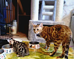 Кошки в Кудымкаре: Бенгальские котята, 20 000 руб. - фото 1