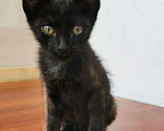 Кошки в Новосибирске: Черные котята, Бесплатно - фото 4