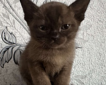 Кошки в Оренбурге: Бурманские котята Девочка, 35 000 руб. - фото 4