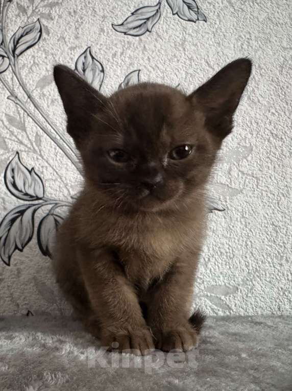 Кошки в Оренбурге: Бурманские котята Девочка, 35 000 руб. - фото 4