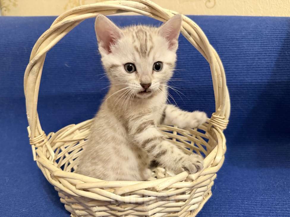 Кошки в Москве: Снежный котёнок Девочка, 35 000 руб. - фото 5