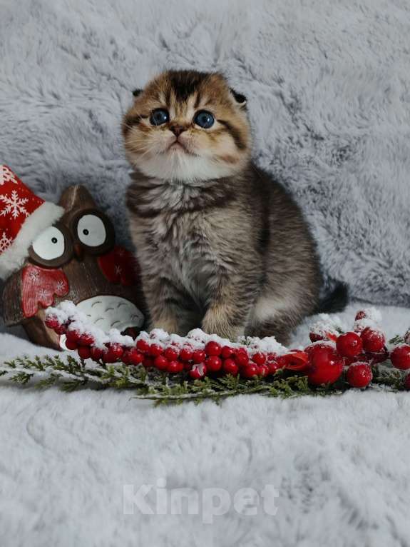 Кошки в Москве: Породистые шотландские котята помёт N Девочка, 65 000 руб. - фото 2