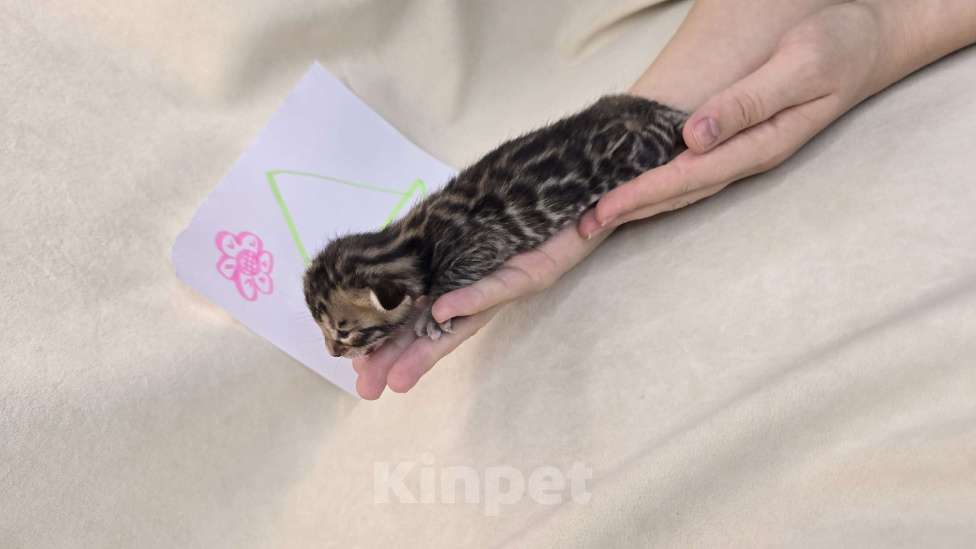 Кошки в Ростове-на-Дону: Бенгальское чудо Девочка, 60 000 руб. - фото 4