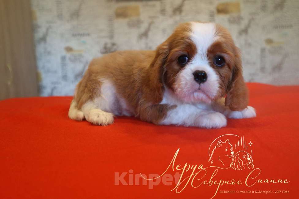 Собаки в Череповце: Щенок Кавалер Кинг Чарльз Спаниеля Девочка, 130 000 руб. - фото 1
