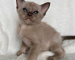 Кошки в Москве: Бурманские котята: открыто бронирование! Мальчик, 80 000 руб. - фото 5