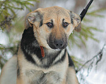 Собаки в Москве: Влада, щенок девочка из приюта Девочка, Бесплатно - фото 4