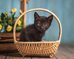 Кошки в Волжском: Черный маленький котенок Дваня в добрые руки Девочка, Бесплатно - фото 5