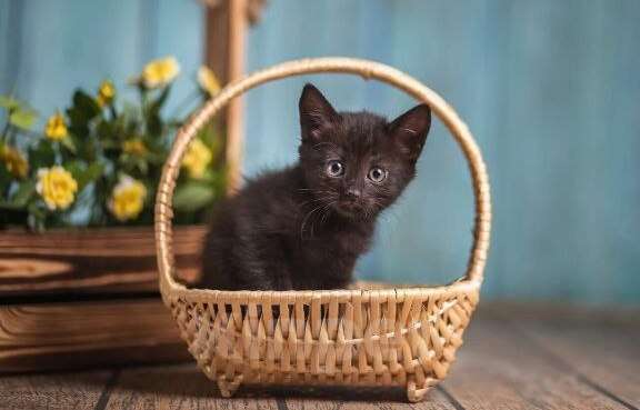 Кошки в Волжском: Черный маленький котенок Дваня в добрые руки Девочка, Бесплатно - фото 5