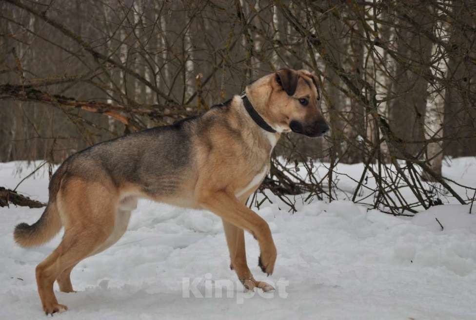 Собаки в Ногинске: Фитнес-тренер Урал приглашает к совместным прогулкам Мальчик, Бесплатно - фото 5