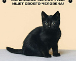 Кошки в Москве: маленькое черное чудо ждет своего Человека Мальчик, Бесплатно - фото 1