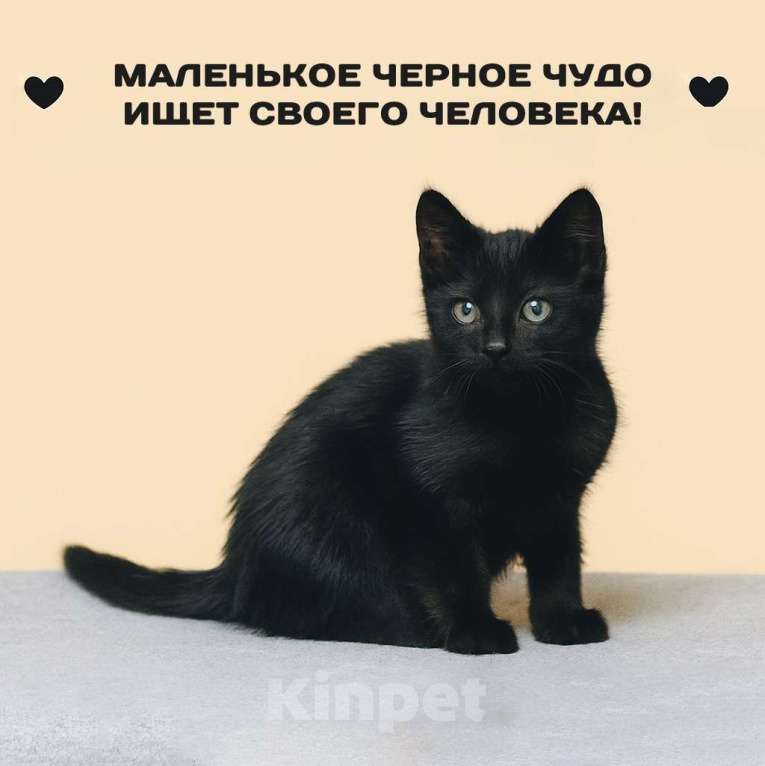 Кошки в Москве: маленькое черное чудо ждет своего Человека Мальчик, Бесплатно - фото 1