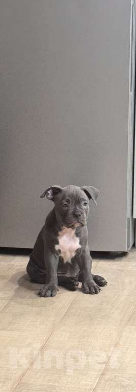 Собаки в Сургуте: Щенки  Мальчик, 45 000 руб. - фото 1