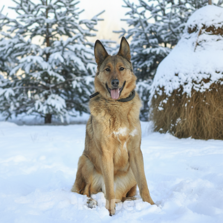 Собаки в Москве: Тимон ищет семью Мальчик, Бесплатно - фото 1
