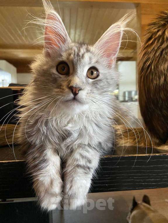 Кошки в Москве: Мейн-кун котенок девочка  Девочка, 90 000 руб. - фото 2