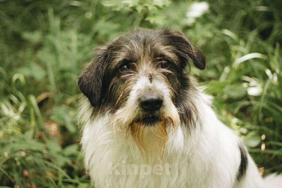 Собаки в Москве: Барди ищет дом Мальчик, Бесплатно - фото 2