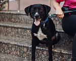 Собаки в Санкт-Петербурге: Луи ищет дом Мальчик, Бесплатно - фото 5