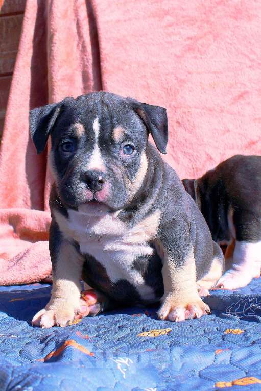 Собаки в Нерюнгри: Американский булли Разнополые, 70 000 руб. - фото 5