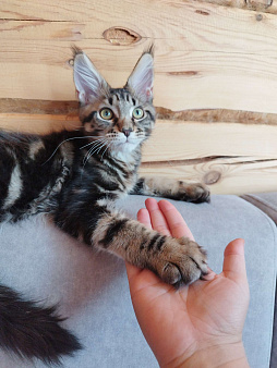 Продается котенок мейнкун