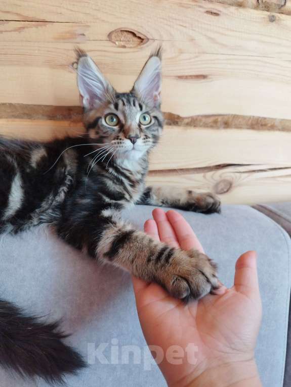 Кошки в Чите: Продается котенок мейнкун Мальчик, 30 000 руб. - фото 1