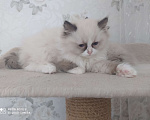 Кошки в Барнауле: Продажа котят породы Регдолл Мальчик, 50 000 руб. - фото 1