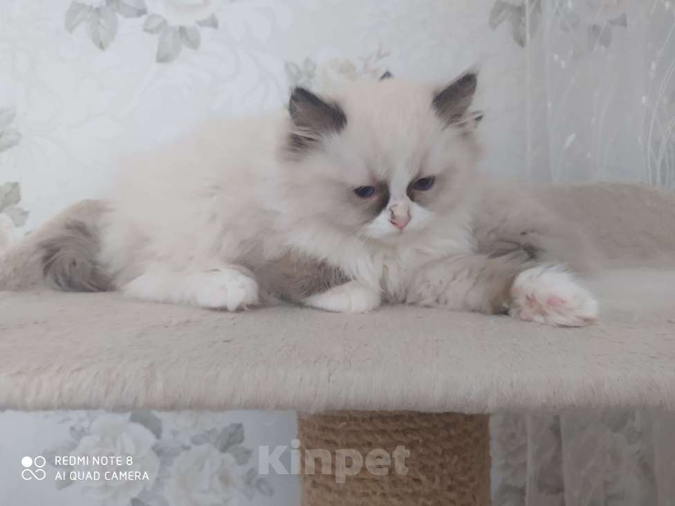 Кошки в Барнауле: Продажа котят породы Регдолл Мальчик, 50 000 руб. - фото 1