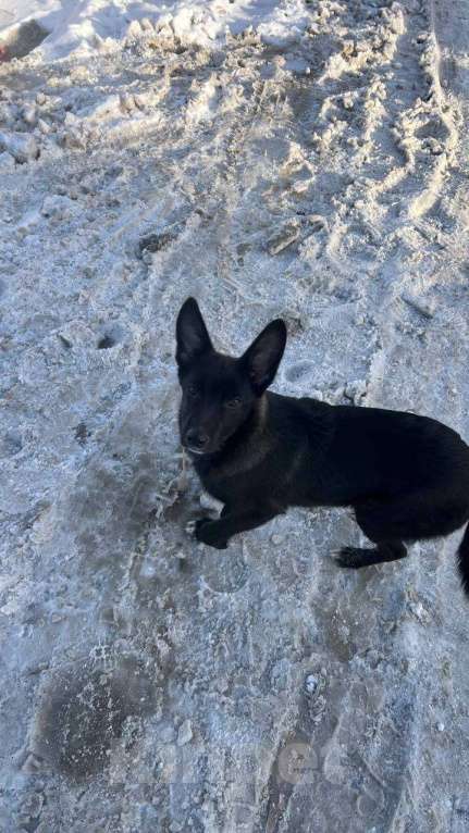 Собаки в Саратове: Отдам в добрые руки Мальчик, 10 руб. - фото 3