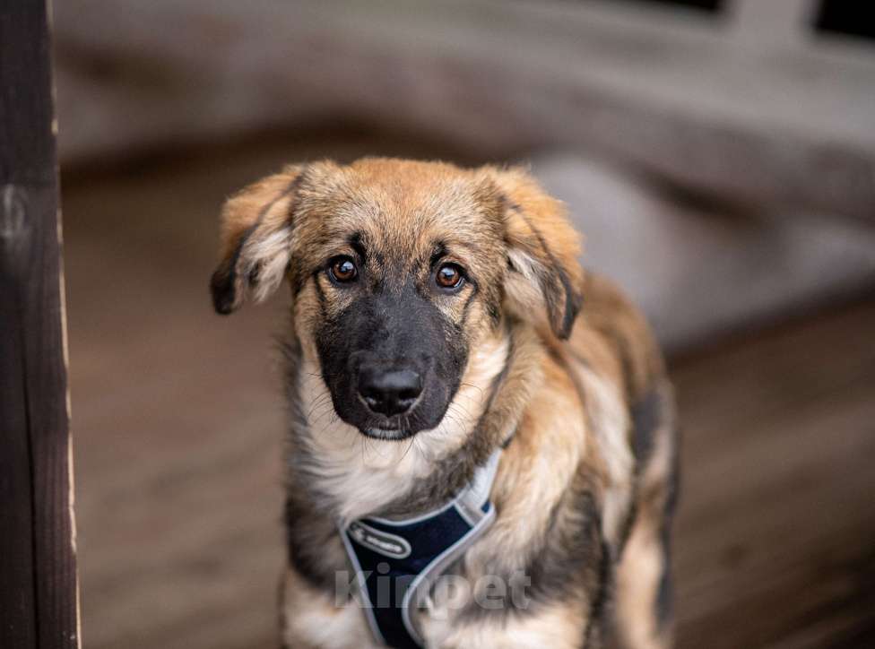 Собаки в Москве: Щенок в добрые руки бесплатно в Москве Мальчик, Бесплатно - фото 2