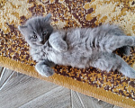 Кошки в других городах Краснодарского края: Котята британской породы Мальчик, 5 000 руб. - фото 6