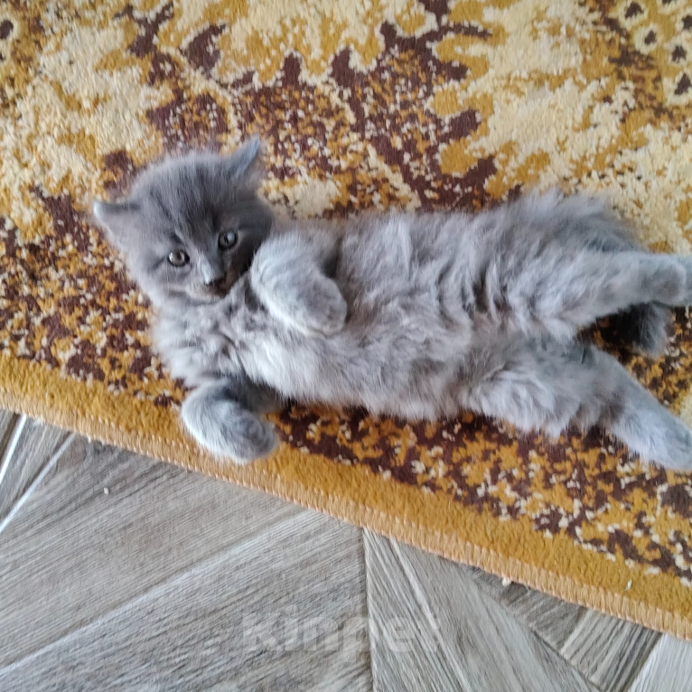 Кошки в других городах Краснодарского края: Котята британской породы Мальчик, 5 000 руб. - фото 6