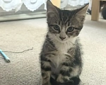 Кошки в других городах Краснодарского края: Котенок в добрые руки. Девочка, Бесплатно - фото 1