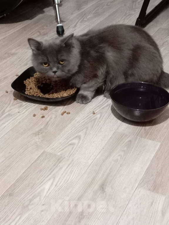 Кошки в Санкт-Петербурге: Серый кот, живёт у меня месяц, подобрала в подъезде. Мальчик, Бесплатно - фото 2