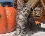Кошки в Санкт-Петербурге: Котик мейн кун чёрный мраморный серебряный Мальчик, 35 000 руб. - фото 4