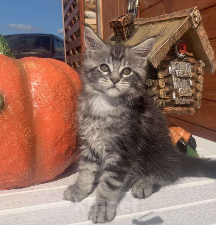 Кошки в Санкт-Петербурге: Котик мейн кун чёрный мраморный серебряный Мальчик, 35 000 руб. - фото 4