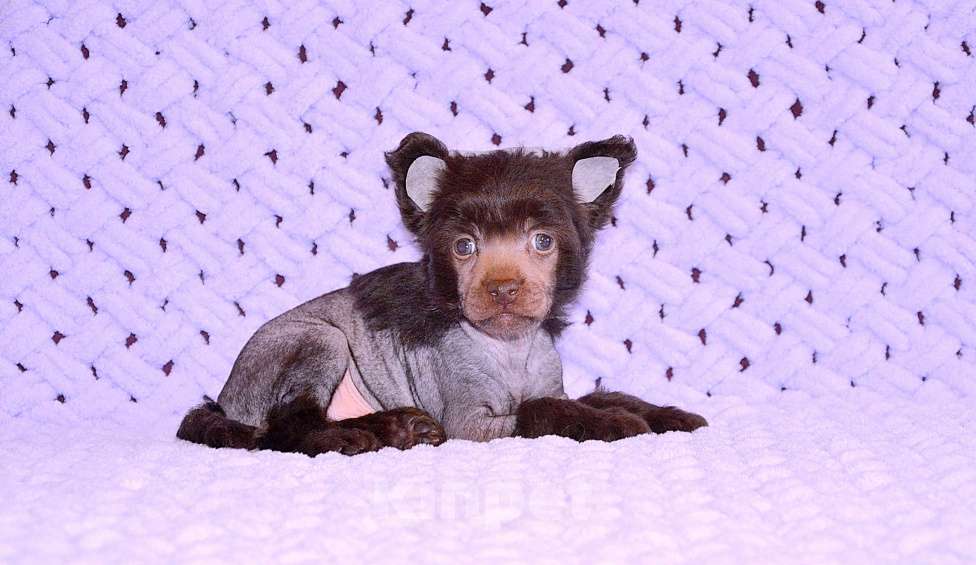 Собаки в Екатеринбурге: Мальчик голый шоколадка Мальчик, Бесплатно - фото 6