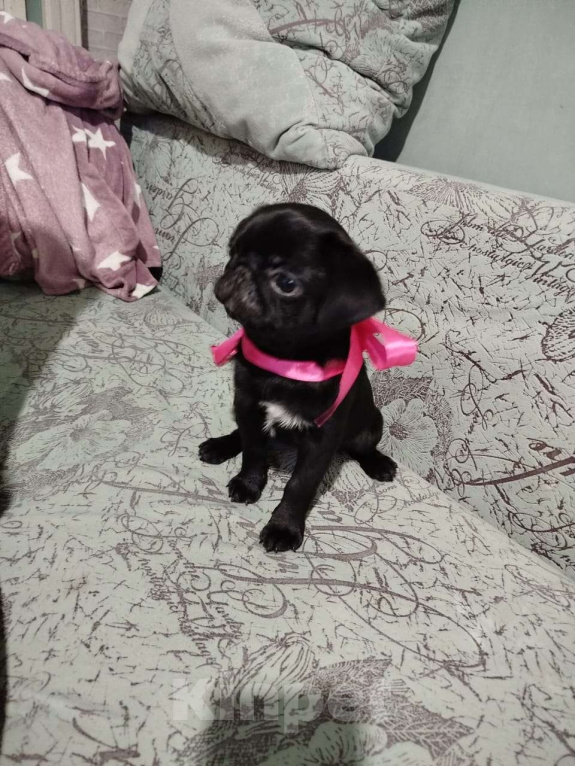 Собаки в Бийске: Продам щенка мопса, девочка.  Девочка, 10 000 руб. - фото 2