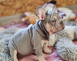 Собаки в Санкт-Петербурге: Шикарный щенки французский бульдог Мальчик, 70 000 руб. - фото 5